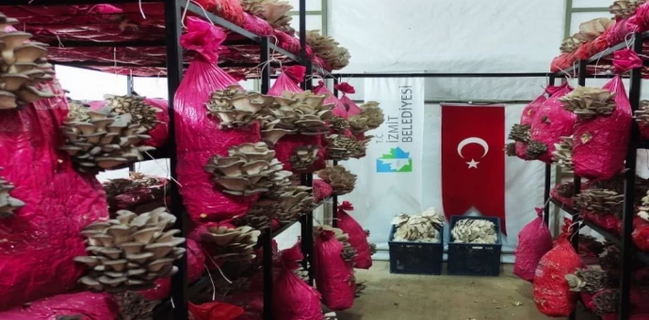 Kocaeli İzmit Belediyesi, vatandaşları istiridye mantarı ile buluşturuyor